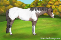 Horse Color:Bay Appaloosa Rabicano