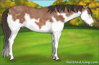 Horse Color:Bay Splash Frame