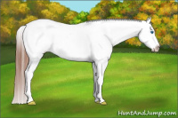 Horse Color:Chestnut Splash Appaloosa 