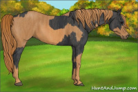 Horse Color:Brown Rabicano Brindle