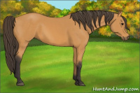 Horse Color:Buckskin 