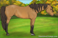 Horse Color:Buckskin 