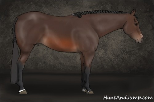 Horse Color: Brown Sabino 