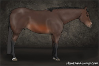 Horse Color:Brown Sabino 