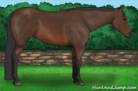 Horse Color:Bay Rabicano 