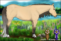 Horse Color:Buckskin Dun 