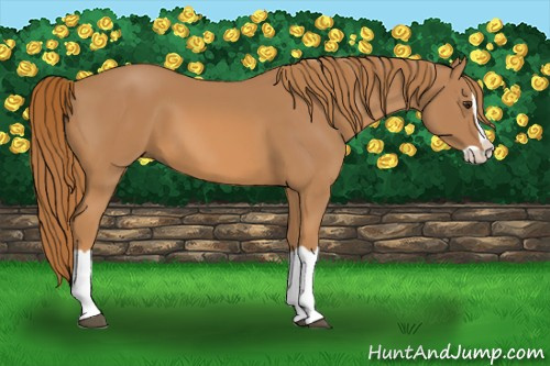Horse Color: Chestnut Splash 