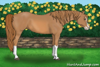 Horse Color:Chestnut Splash 