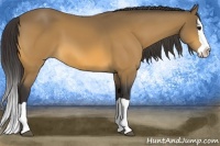 Horse Color:Buckskin Splash 