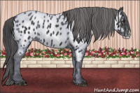 Horse Color:Black Splash Near Leopard 