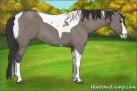 Horse Color:Grullo Splash Tobiano