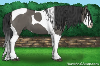 Horse Color:Grullo Splash Tobiano