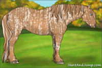 Horse Color:Cremello Splash Brindle