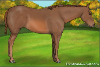 Horse Color:Liver Chestnut 