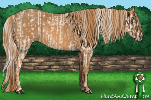 Horse Color: Cremello Splash  Brindle