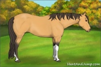 Horse Color:Buckskin Tobiano