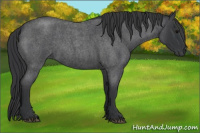 Horse Color:Bay Roan 