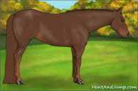 Horse Color:Gray Chestnut 