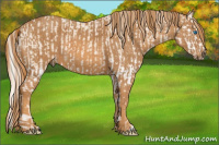 Horse Color:Cremello Splash  Brindle
