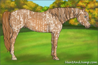 Horse Color:Cremello Splash Brindle