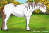 Horse Color:White Spotted Chestnut Frame 