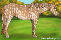 Horse Color:Cremello Splash  Brindle