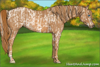 Horse Color:Cremello Splash Frame Brindle