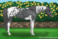 Horse Color:Black Tobiano Appaloosa 