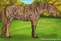 Horse Color:Black  Brindle