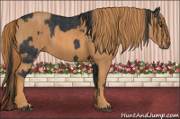 Horse Color:Black  Brindle