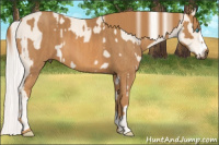 Horse Color:Cremello Splash Brindle