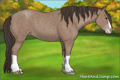 Horse Color: Classic Champagne Splash 