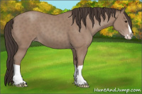 Horse Color:Classic Champagne Splash 