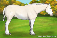 Horse Color:Silver Amber Cream Champagne Roan Dun Splash Frame Rabicano