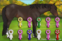 Horse Color:Gray Bay Sabino