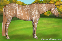 Horse Color:Cremello Splash  Brindle
