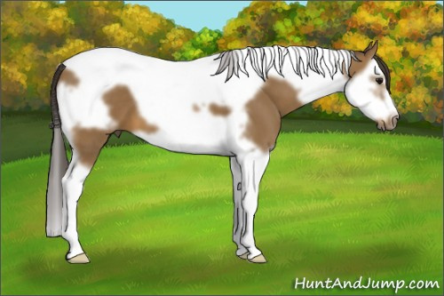Horse Color: Buckskin Splash Tobiano Frame 