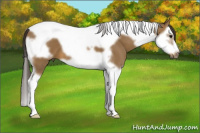 Horse Color:Buckskin Splash Tobiano Frame 
