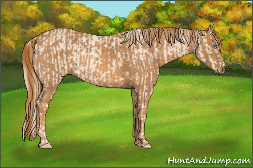 Horse Color: Cremello Splash  Brindle