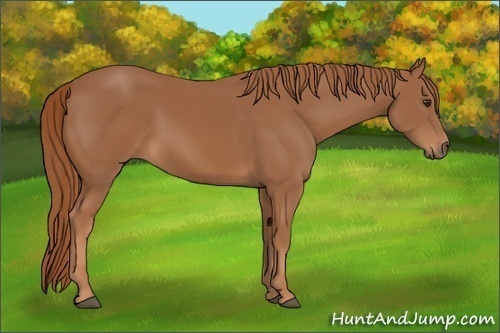 Horse Color: Unknown 