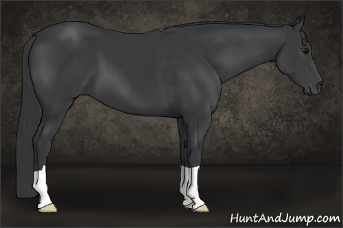 Horse Color: Brown 
