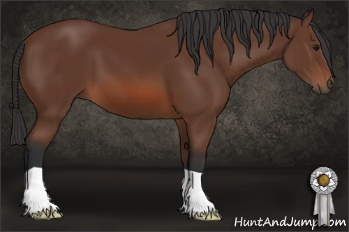 Horse Color: Bay 