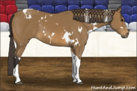 Horse Color:White Spotted Buckskin Tobiano 