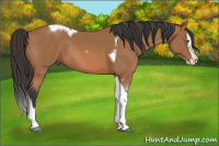 Horse Color:Bay Splash Tobiano 