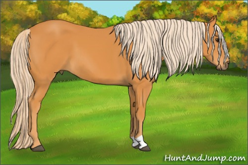 Horse Color: Chocolate Palomino 