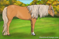Horse Color:Chocolate Palomino 