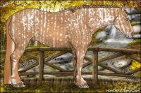 Horse Color:Cremello Roan Dun Splash Appaloosa  Brindle