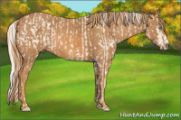 Horse Color:Cremello Splash Brindle