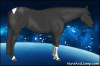 Horse Color:Black Tobiano Rabicano
