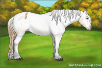 Horse Color:Buckskin Blanket 